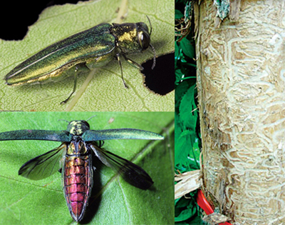 Images of EAB