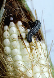 Photo: Corn earworm on an ear of corn. Link to photo information