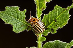 Photo: Colorado potato beetle. Link to photo information