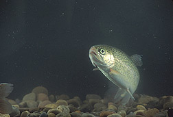 Rainbow trout. Link to photo information