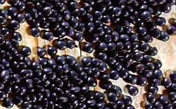 Beluga black lentils.