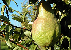 Shenandoah pear.