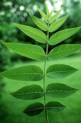 Photo: Leaves of butternut tree.