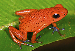 Strawberry poison-dart frog. Photo: Strawberry dart frog