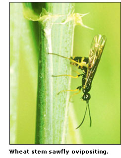 Photograph of a wheat stem sawfly ovipositing.