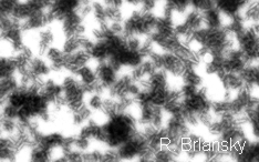 electron microscopy image of cymv badnavirus particles