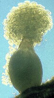 Soybean cyst nematode with eggs attached