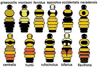 Honey Bee Species Identification Chart