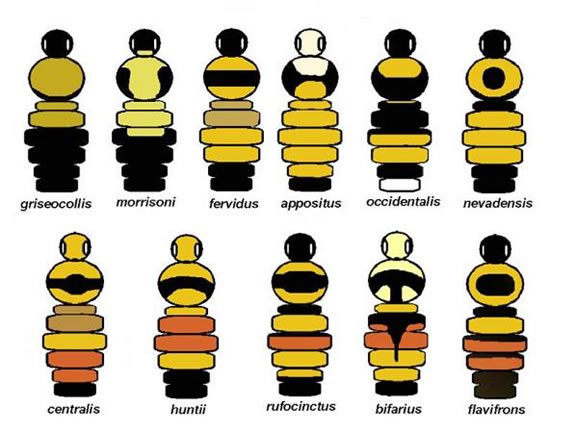 Bee Species Identification Chart