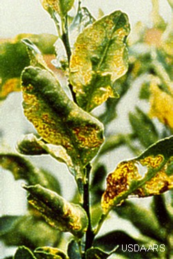 citrus fruit covered in citrus canker lesions E.C. USDA