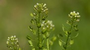 /ARSUserFiles/38176/Moser-Pennycress.jpg