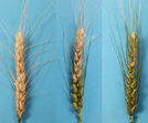 /ARSUserFiles/50100525/images/3wheat.jpg