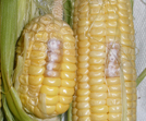 /ARSUserFiles/50100525/images/corn-fb1-test.jpg