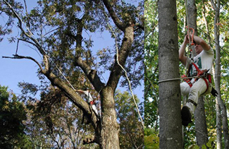 Jeff Carstens collecting ash seed.