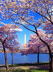 Blossoming cherry trees ring the Tidal Basin in Washington.