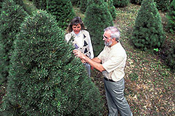 Laurie Koelling and Robert Haack check a Scotch pine for pine shoot beetles.