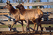 Two elk