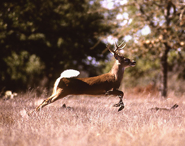 The Chippewa Valley CWD Advisory Team is recommenting a number of actions to help keep healty deer healthy. - Photo credit: Scott Bauer, provided by U.S. Department of Agriculture