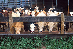 {short description of image}