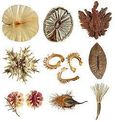 Seed Identification Chart