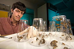 Entomologist Jay Evans looking at bees.