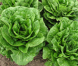 Romaine lettuce 