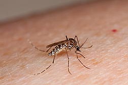 The mosquito Aedes aegypti. Link to photo information