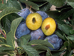 Photo: These transgenic plums contain a gene that makes them highly resistant to plum pox virus. Link to photo information