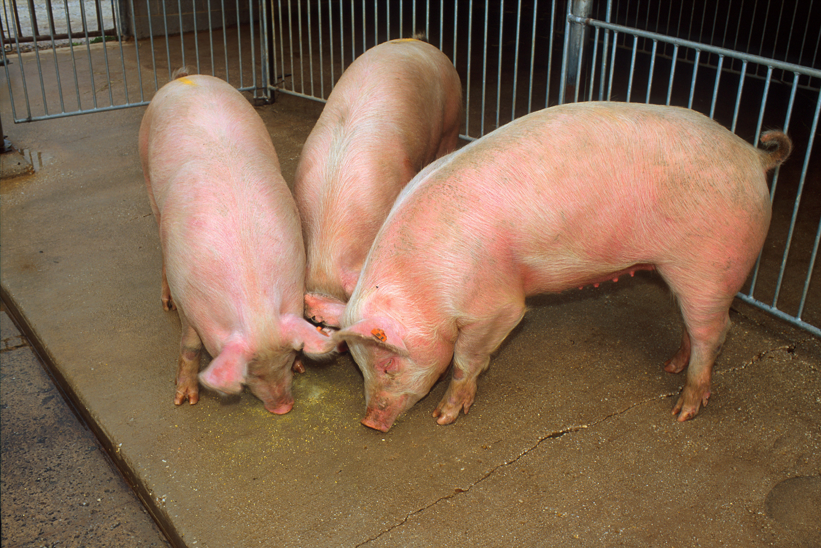 Поросятам 6 месяцев. Расцветки свиней. Три свиньи. Свиноматка фото. Поросята 3 месяца.