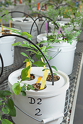 Buckets of hydroponically grown blueberry plants in a greenhouse