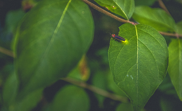 Firefly on a leaf
