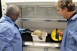 ARS researchers steam clean a cantaloupe. Link to photo information