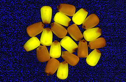 Photo: Light colored corn kernels expressing fluorescent protein in the endosperm layer intermixed with darker kernels that do not have the gene for fluorescence.