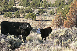 Photo: Cattle grazing on rangeland with sagebrush.