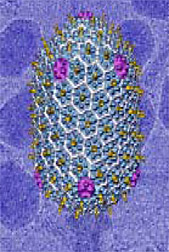 Photo: Image of a bacteriophage.