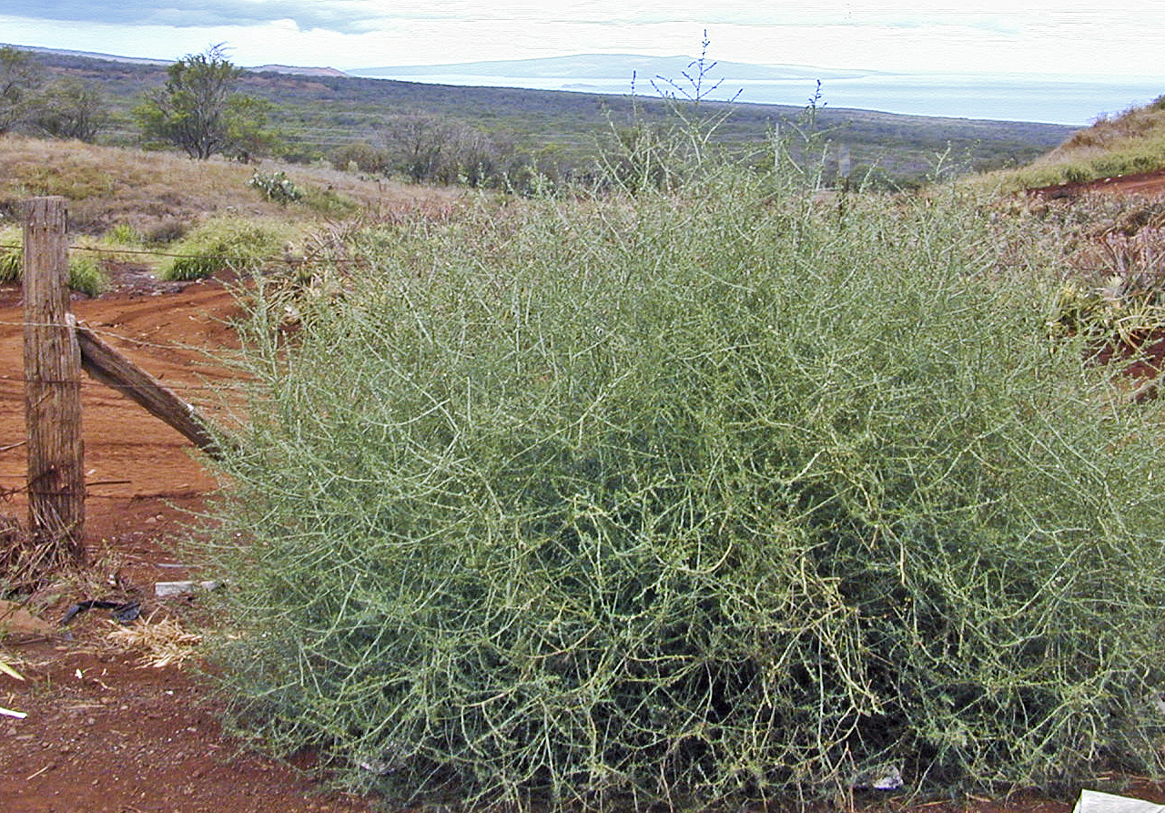 Tumbleweeds: the fastest plant invasion in the USA's history