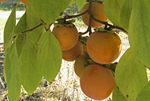 Persimmons growing on a tree.