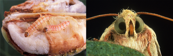 Pink bollwom caterpillar and adult moth