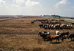 Cows in a feedlot