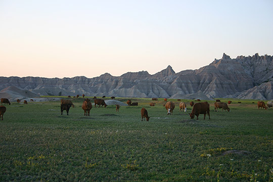 Cattle grazing on a black-tailed prairie dog colony