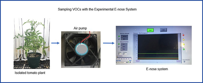 An electronic nose that sniffs out whitefly-infested tomato plants 
