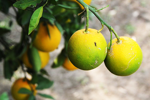 Citrus showing signs of Huanglongbing