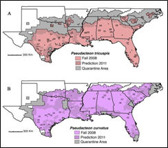 Phorid fly distribution