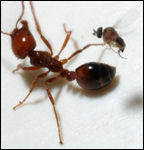 Female phorid fly preparing to attack fire ant worker