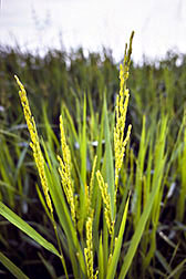 Photo: Close up of immature rice. Link to photo information